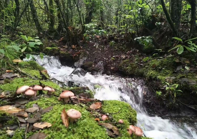 麗江玉龍雪山徒步登山攻略